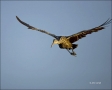 Limpkin;Flight;Aramus-guarauna;flying-bird;one-animal;close-up;color-image;nobod